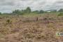 A VENDRE Field / ground Communes Lubumbashi  picture 7