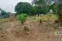 A VENDRE Field / ground Mont-Ngafula Kinshasa  picture 10