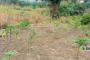 A VENDRE Field / ground Mont-Ngafula Kinshasa  picture 6