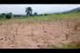 A VENDRE Field / ground Nsele Kinshasa  picture 6